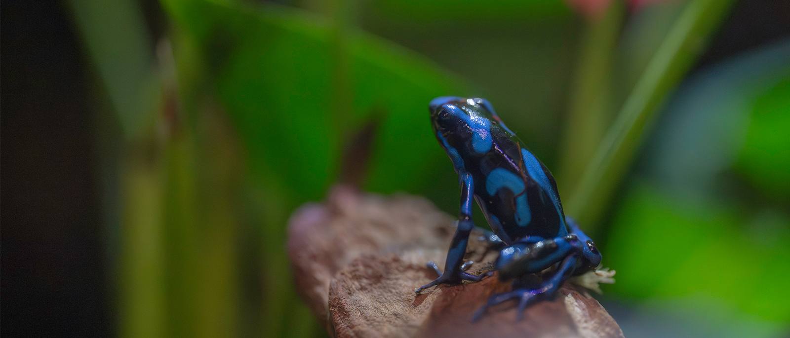 A blue-and-black poison dart frog in the Amazon Basin exhibit