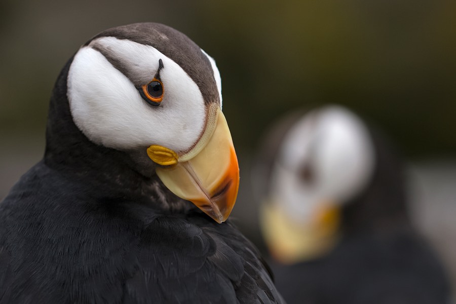 Horned puffins in the seabird aviary