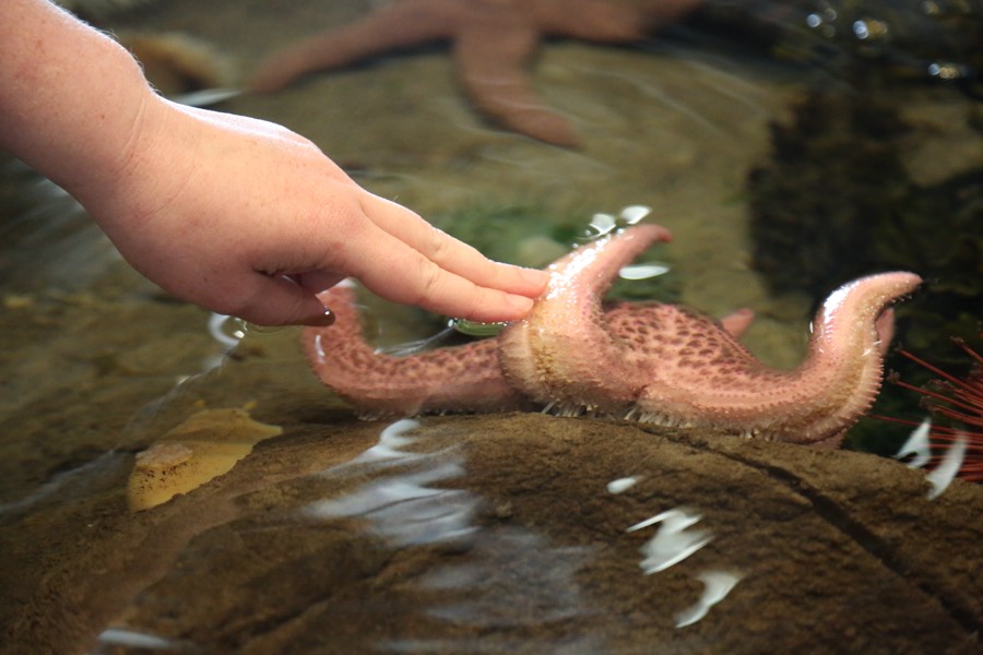 A child touching a sea star in a tidepool